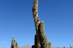 13 Charlotte Ryan Next To A Giant Cactus At Pucara de Tilcara In Quebrada De Humahuaca.jpg